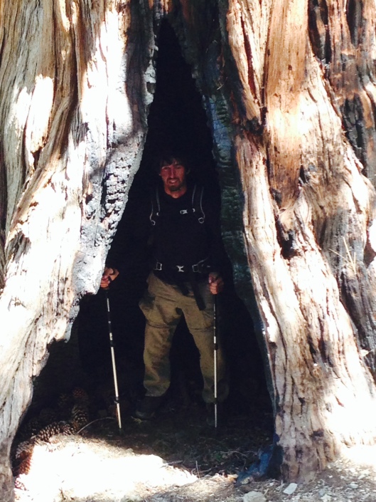 Sheriff in a tree.
